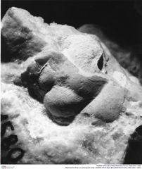 Historisches Foto von Decapoda indet. (NHMW-AFW-GEO-BACHMAYER-FOTO-1990-0041-1580)